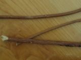 DSC08366.JPG