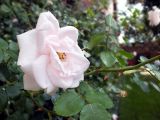 DSCF4529.JPG