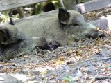 DSCF5728.JPG